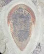 Rare Kierarges Morrisoni Trilobites - Morocco #21539-2